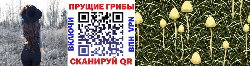 Купить  Пыталово  Галлюциногенные грибы Psilocybe 